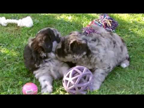 Bergamasker Hirtenhunde Welpen