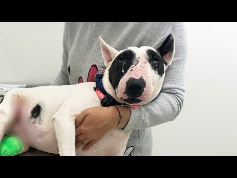 &quot;I Want to Live&quot; A Blind dog pleads on the street with Serious Injuries but was Ignored