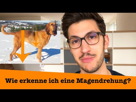 Wie erkenne ich eine Magendrehung?