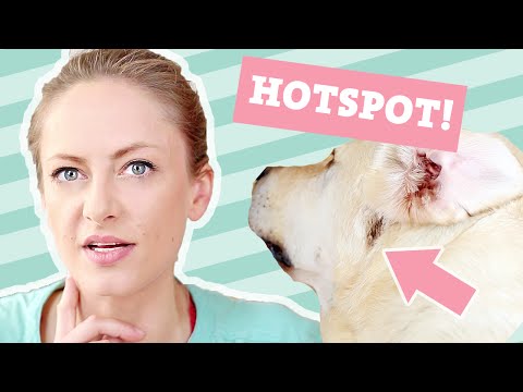 HOTSPOT beim Hund | offene, wunde Stelle | Ursache und Behandlung | Hundekanal