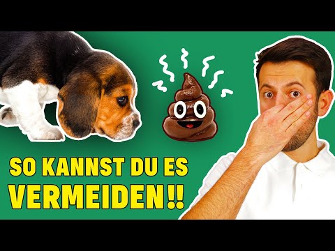 Warum frisst mein Hund Kot? - Tierarzt erklärt Gründe für Kotfressen