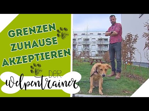 Grenzen zuhause akzeptieren: So haut mein Hund vom Grundstück nicht ab! | Der Welpentrainer | sixx