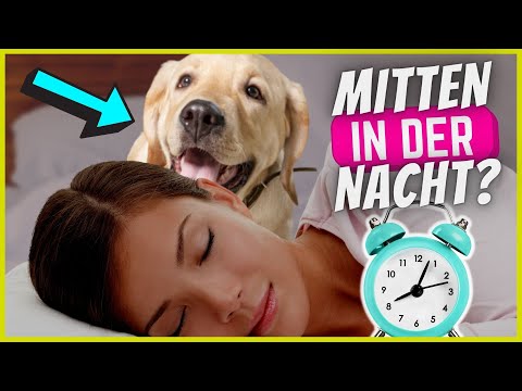 Weckt dich dein Hund nachts zwischen 2 und 5 Uhr? DAS bedeutet es!