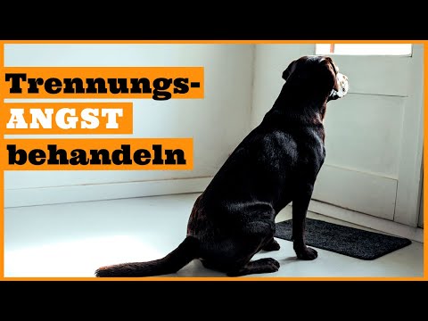 Hund Trennungsangst abgewöhnen I Hunde mit Trennungsangst richtig trainieren