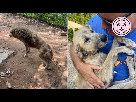 A miracle ending for this sweet old street dog