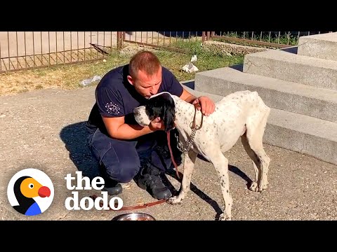 Lonely Dog Was Abandoned At A School | The Dodo