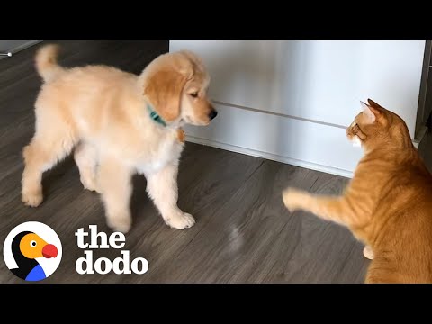 Puppy Loves To Annoy His Cat Big Brother | The Dodo