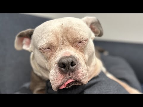 Caged dog tastes freedom for first time