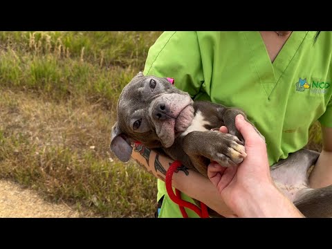 Gertrude&#039;s journey to safety
