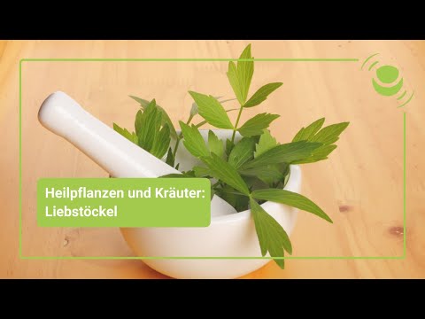 Liebstöckel / &quot;Maggikraut&quot; – Wirkung auf Haut, Ohren, Verdauung und Niere?