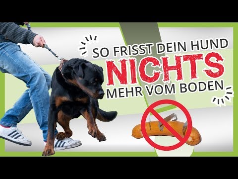 Wie Du deinem Hund beibringst nichts vom BODEN zu fressen