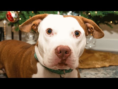 Wife surprises husband with a dog. His response was perfect.