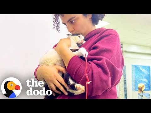 Woman Gives &#039;Miracle&#039; Cat A Second Chance At Life | The Dodo