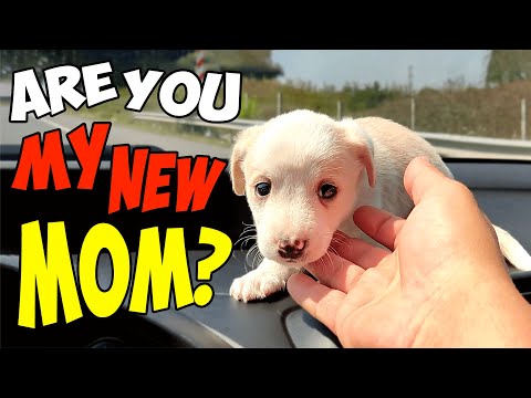 Small Puppy Changes Completely After Being Rescued