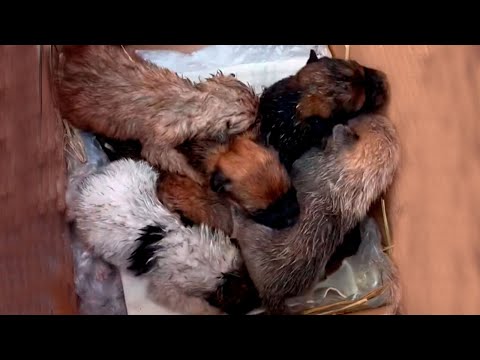 Puppies cry loudly for their mother after being abandoned in a garbage can