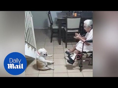 Amazing moment dog dances to grandma&#039;s singing