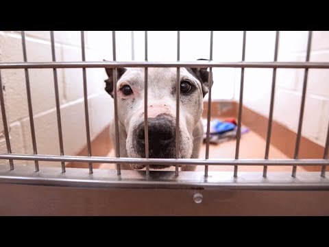 Elderly deaf dog has been in shelter for 653 days