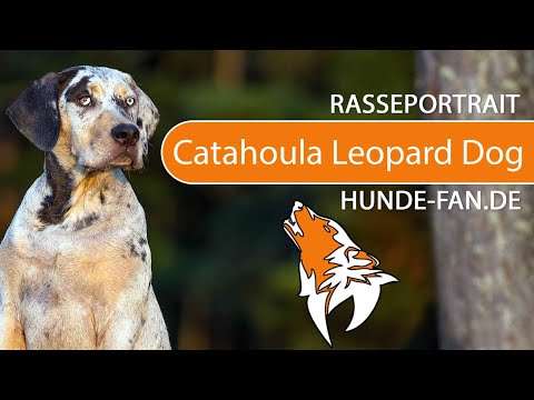 ► Catahoula Leopard Dog [2018] Rasse, Aussehen &amp; Charakter