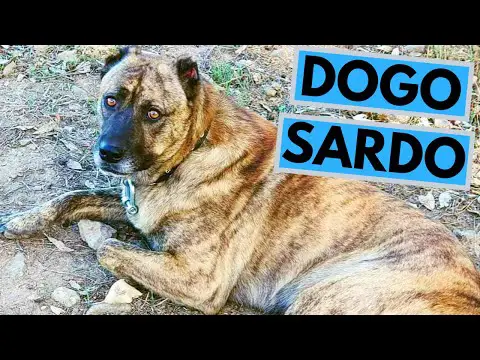 Dogo Sardo Dog Breed - Facts and Information