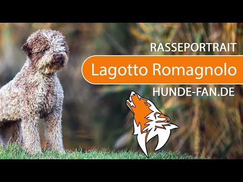 ► Lagotto Romagnolo [2019] Rasse, Aussehen &amp; Charakter