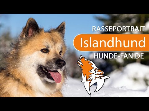 ► Islandhund [2019] Rasse, Aussehen &amp; Charakter