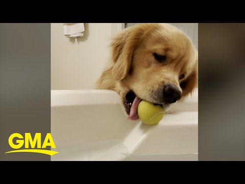 Golden retriever finds happiness by rolling tennis balls down bathtub ramp | GMA