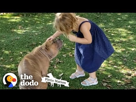 Sick Shelter Pit Bull Captures 2-Year-Old Girl&#039;s Heart | The Dodo Pittie Nation