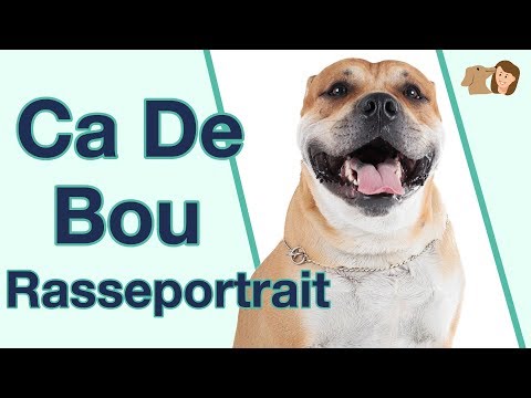 Ca De Bou im Rasseportrait | Liebenswerte oder aggressive Hunderasse?