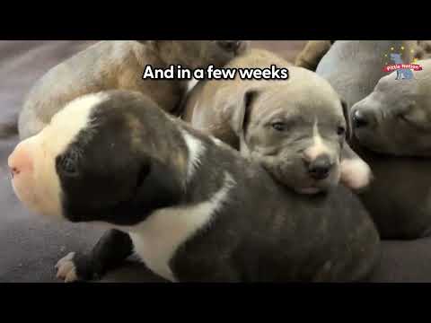 Pittie Mama Begs Woman To Rescue Her And Her Newborn Puppies | The Dodo