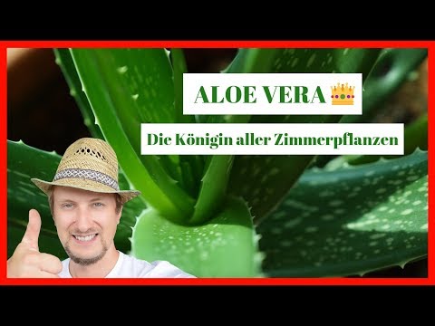 Aloe Vera Zimmerpflanze 🔴 Pflegen, schneiden &amp; anwenden