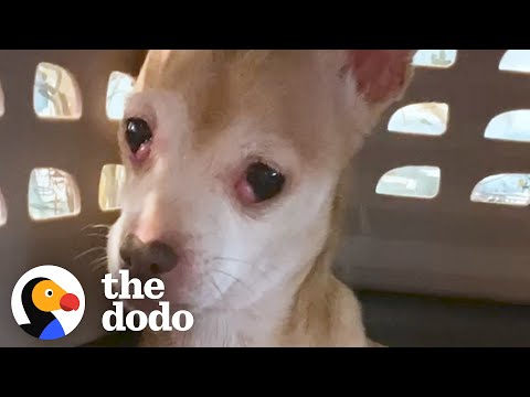 Dog Who Tried To Bite Everyone Becomes A Snugglebug | The Dodo Foster Diaries