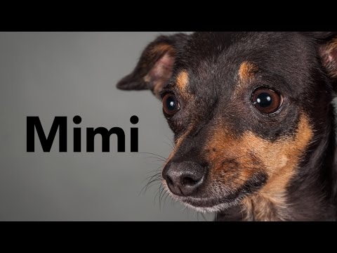 Mimi, der Prager Rattler