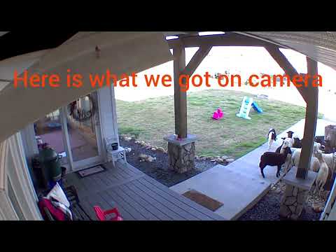 Border Collie herds sheep onto the porch!!