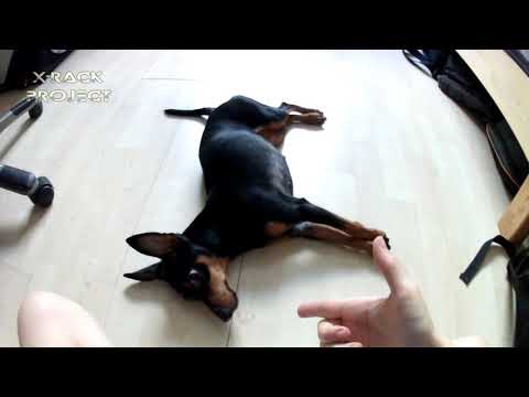 Smart Miniature Pinscher Dog - Tricks - Zwergpinscher