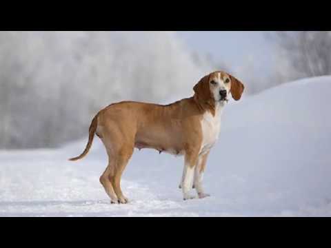 Hygenhund - medium size dog breed