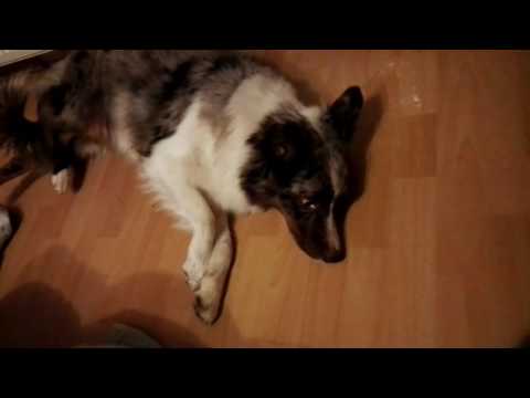 Epilepsie Hund Australian Shepherd Krampf Anfall