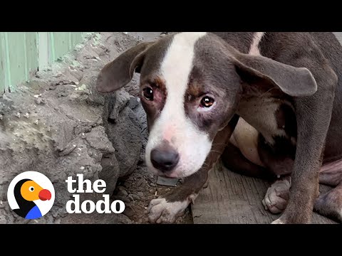 Woman Finds a ‘Broken’ Pittie Puppy Abandoned | The Dodo Foster Diaries