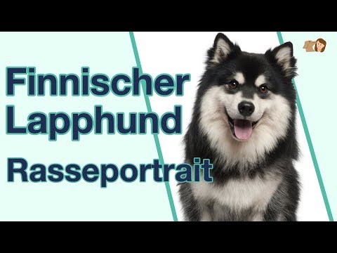 Finnischer Lapphund im Rasseportrait: Eine freundliche Hunderasse?