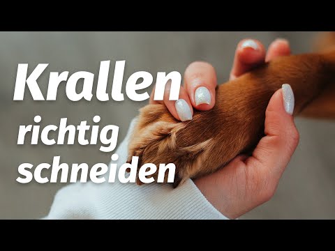 Krallen schneiden beim Hund mit Tierarzt Dr. med. vet. C. Koch | WGW #4