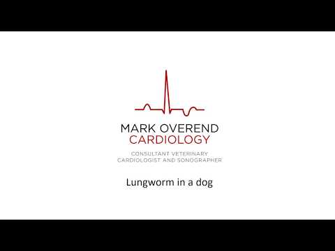 Lungworm in a dog