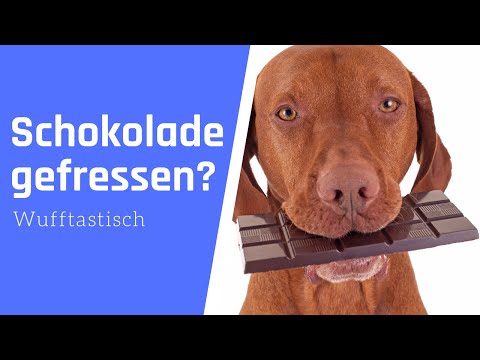Dein Hund hat Schokolade gefressen? ▶︎ Das musst du tun! 🔥