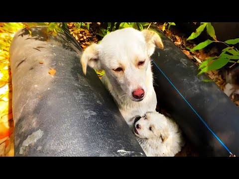 Mother dog leads the puppy, Hidden between pipes to avoid pedestrians