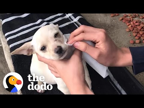 Teenager Sneaks Lost Puppy Into His House When His Parents Fall Asleep | The Dodo Faith = Restored