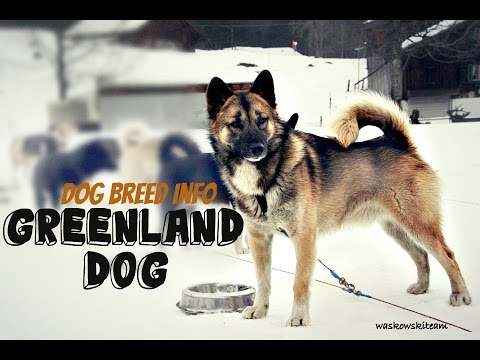 Greenland Dog (Greenland Husky/ Grønlandshunden )