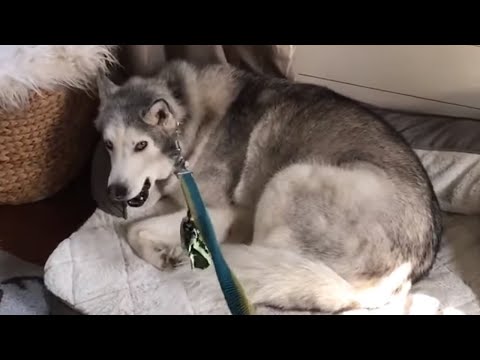 Dogs hilariously convince stubborn husky to go for walk