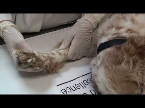 Diagnosing carpal hyperextension in a dog or cat