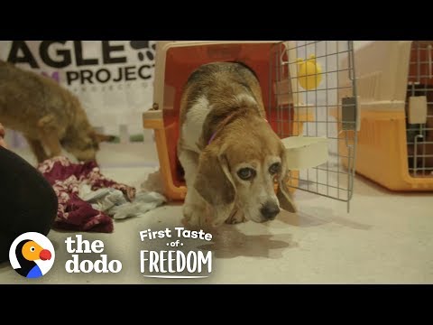 Beagle Who Spent Years In A Lab Cage Finally Gets A Family | The Dodo First Taste Of Freedom