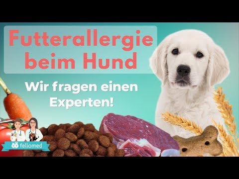 Futtermittelallergie beim Hund – Allergietest, Eliminationsdiät und getreidefreies Futter