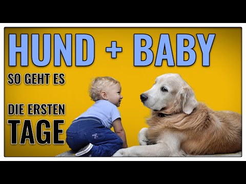 Hund an Baby gewöhnen - so führst du Hund und Baby zusammen - TGH 371