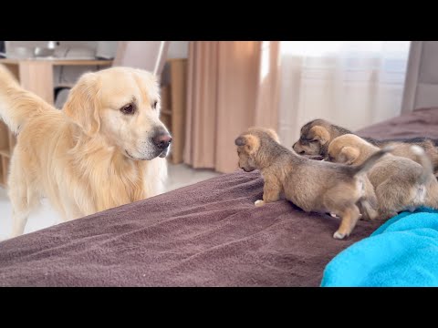 Golden Retriever Meets Puppies for the First Time